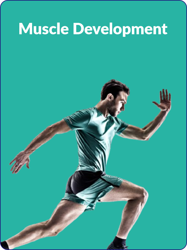 Muscle Development